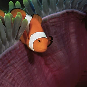 False clown anemonefish (Amphiprion ocellaris) amongst tentacles of sea anemone, Wakatobi Islands