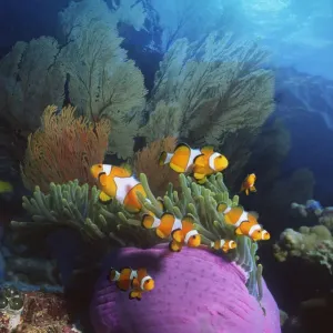 False clown anemonefish {Amphiprion ocellaris} in anemone. Andaman sea. Digital False clown anemonefish {Amphiprion ocellaris} in anemone. Andaman sea. Digital