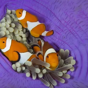 Three False clownfish in Sea anemone Print Three False clownfish in Sea anemone Print