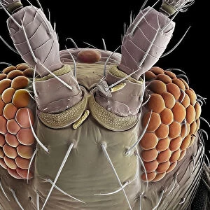 False-coloured scanning electron micrograph of a Thrip's (Thysanoptera) head, the bulging compound eyes can be seen on either side of the head, with sensory hairs sprouting between the individual units (ommatidia) that make up each compound eye