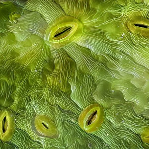 False-coloured scanning electron micrograph produced at the University of Derby of stomata on the underside of an Ash (Fraxinus excelsior) leaf, 0. 16 millimetres across in real life, Peak District National Park, Derbyshire, UK. 0
