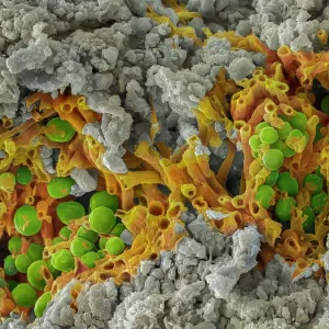 False-coloured scanning electron micrograph of a cleaved sample of a crustose lichen growing on grey limestone, the orange are fungal threads and the green shows algal cells False-coloured scanning electron micrograph of a cleaved sample of a crustose lichen growing on grey limestone, the orange are fungal threads and the green shows algal cells