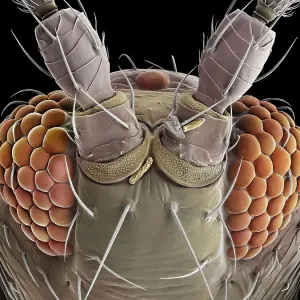Micrografía de escaneo electrónico coloreada falsa de la cabeza de un Tripes (Thysanoptera), se pueden ver los ojos compuestos hinchados en ambos lados de la cabeza, con pelos sensoriales brotando entre las unidades individuales (ommatidios) que componen Micrografía de escaneo electrónico coloreada falsa de la cabeza de un Tripes (Thysanoptera), se pueden ver los ojos compuestos hinchados en ambos lados de la cabeza, con pelos sensoriales brotando entre las unidades individuales (ommatidios) que componen