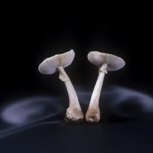 False death cap fungus (Amanita citrina var False death cap fungus (Amanita citrina var