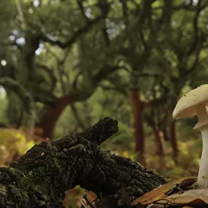 False death cap mushroom (Amanita citrina) Los Alcornocales Natural Park