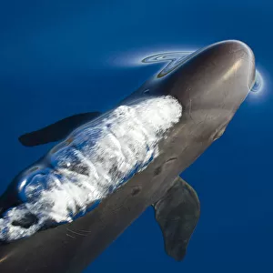 False killer whale (Pseudorca crassidens) just below surface exhaling as it breaks the surface
