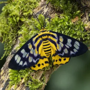False Tiger Moth Print, Isle of Marinduque, Philippines False Tiger Moth Print, Isle of Marinduque, Philippines