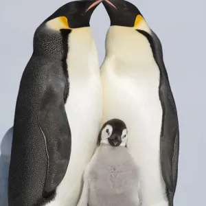 Emperor Penguin Family Print, Snow Hill Island Emperor Penguin Family Print, Snow Hill Island