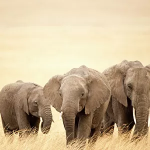 Family of African elephants (Loxodonta africana), Masai Mara National Reserve, Kenya, Africa