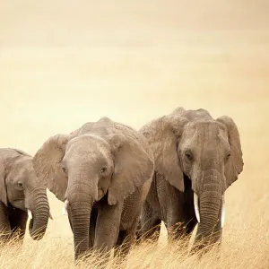 Family of African elephants (Loxodonta africana), Masai Mara National Reserve, Kenya, Africa