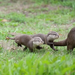 Family of Asian small-clawed otter (Aonyx cinerea), parent and pups, walking through grass. Captive, occurs in Asia. Zooparc Overloon, the Netherlands