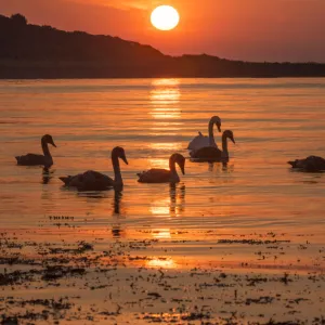 Family of six Mute swans (Cygnus olor) at sunrise, silhouetted in waters of Lamlash Bay