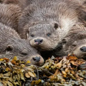 Eine Familie von Ottern ruht auf der zwischenflussigen Meeresseeweide. Europäischer Flussotter (Lutra lutra). Schottisch: Shetland; Land: Großbritannien; Monat: Juli Eine Familie von Ottern ruht auf der zwischenflussigen Meeresseeweide. Europäischer Flussotter (Lutra lutra). Schottisch: Shetland; Land: Großbritannien; Monat: Juli
