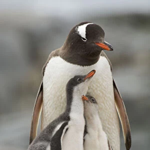 Family portrait of Gentoo penguins (Pygoscelis papua) adult with two chicks on the nest
