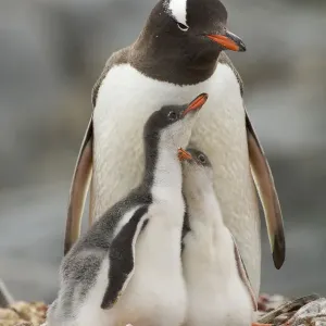 Antarctic Gentoo penguin family print Antarctic Gentoo penguin family print