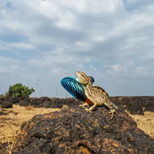 Fan-throated lizard (Sitana ponticeriana) male displaying. Chalkewadi, Maharashtra, India