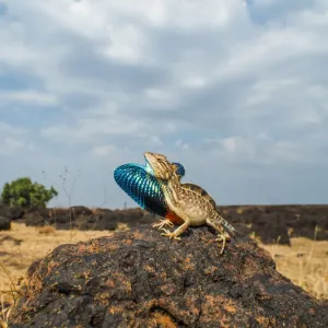 Fan-throated lizard Print: Male displaying, Chalkewadi, Maharashtra Fan-throated lizard Print: Male displaying, Chalkewadi, Maharashtra