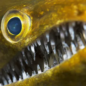 Fangtooth Moray Close-up Print Fangtooth Moray Close-up Print