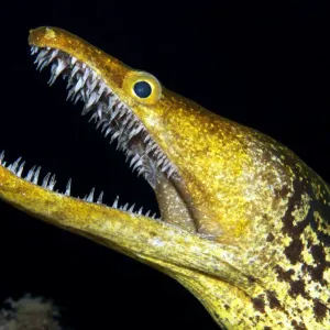 Fangtooth moray print, portrait with open mouth Fangtooth moray print, portrait with open mouth