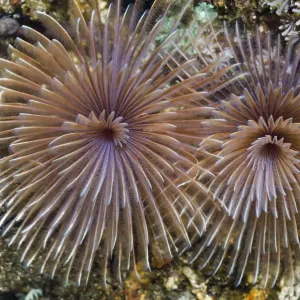 Feather Duster Worm Print, Rinca, Indonesia Feather Duster Worm Print, Rinca, Indonesia