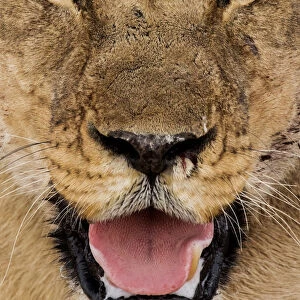 Female African lion (Panthera leo) face portrait, Etosha National Park, Harare Province