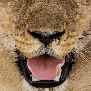 Female African lion (Panthera leo) face portrait, Etosha National Park, Harare Province