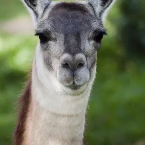 Female Alpaca (Lama / Vicugna pacos) portrait, Otavalo, Ecuador