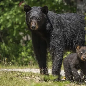 A female American black bear (Ursus americanus) and her young cub, Nova Scotia, Canada