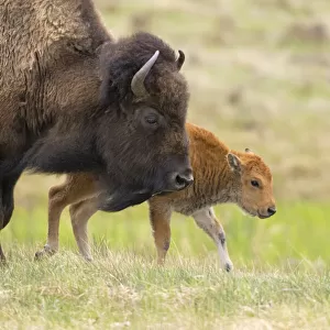 Female American buffalo (Bison bison) walking across grassland with newborn calf, Yellowstone National Park, Wyoming, USA. May