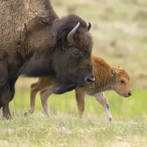 Female American buffalo Print with newborn calf, Yellowstone National Park Female American buffalo Print with newborn calf, Yellowstone National Park