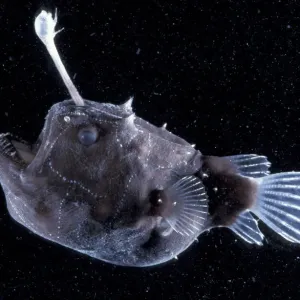 Female Angler Fish Print - Deep Sea Species Image Female Angler Fish Print - Deep Sea Species Image