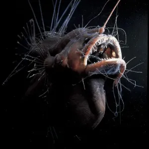 Prints of Aquatic Prints: Deep Sea