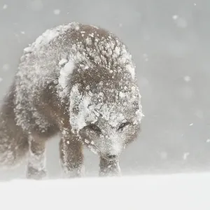 Female Arctic fox (Vulpes lagopus) in snow, Hornstrandir, Iceland. Blue colour morph in winter coat. February Female Arctic fox (Vulpes lagopus) in snow, Hornstrandir, Iceland. Blue colour morph in winter coat. February