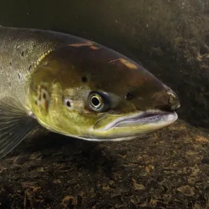 Female Atlantic salmon (Salmo salar) migrating up river to spawn, River Caldew, Cumbria Female Atlantic salmon (Salmo salar) migrating up river to spawn, River Caldew, Cumbria