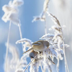 Female Bearded reedling (Panurus biarmicus) perched on frost-covered reeds, Finland. February
