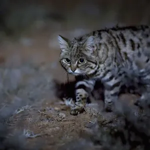Female Black-footed cat Print, a night scene in the Karoo desert Female Black-footed cat Print, a night scene in the Karoo desert
