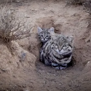 Female Black-footed cat with kitten, print Female Black-footed cat with kitten, print