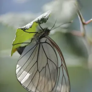 Female Black Veined White Butterfly Print on Buckthorn Female Black Veined White Butterfly Print on Buckthorn