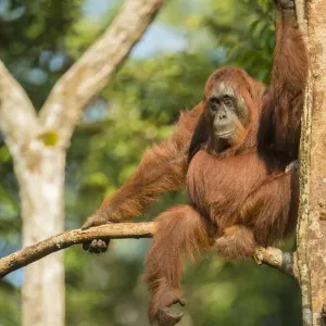 Female Bornean orangutan print Female Bornean orangutan print