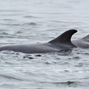 Female Bottlenosed dolphin (Tursiops truncatus) with calf surfacing, patrolling rip-current