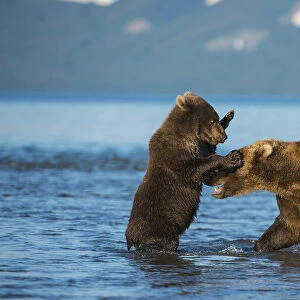 Female Brown bear (Ursus arctos) with cub playing in lake Kuril, Kronotsky Nature Reserve