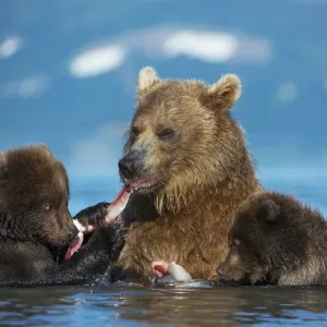 Female Brown bear print with cubs eating fish in lake Kuril Female Brown bear print with cubs eating fish in lake Kuril