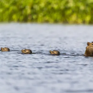 Female Capybara (Hydrochoerus hydrochaeris) swimming in line with young after escaping