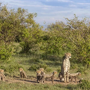 Female cheetah (Acinonyx jubatus) named Silgi (means bright future in Swahili)