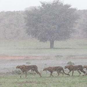 Female Cheetah (Acinonyx jubatus) with juveniles crossing grassland in rain storm, Kgalagadi Transfrontier Park, Northern Cape, South Africa