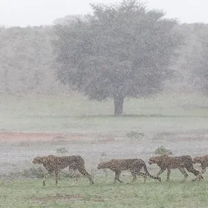 Female Cheetah (Acinonyx jubatus) with juveniles crossing grassland in rain storm, Kgalagadi Transfrontier Park, Northern Cape, South Africa Female Cheetah (Acinonyx jubatus) with juveniles crossing grassland in rain storm, Kgalagadi Transfrontier Park, Northern Cape, South Africa