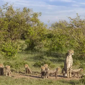 Gatta femmina (Acinonyx jubatus) di nome Silgi (significa futuro radioso in swahili). Gatta femmina (Acinonyx jubatus) di nome Silgi (significa futuro radioso in swahili).