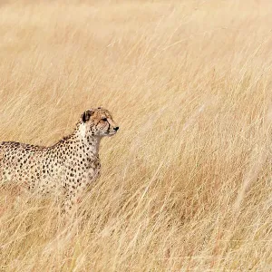 Female Cheetah (Acinonyx jubatus) standing in long grass on the savannah, Okavango Delta, Botswana, Africa Female Cheetah (Acinonyx jubatus) standing in long grass on the savannah, Okavango Delta, Botswana, Africa