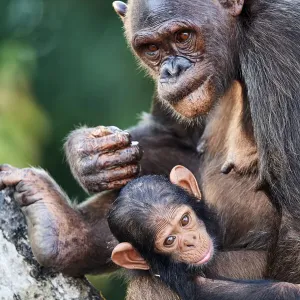 Female Chimpanzee (Pan troglodytes troglodytes) nursing her infant, aged 7 months, Conkouati-Douli National Park, Republic of Congo, Africa Female Chimpanzee (Pan troglodytes troglodytes) nursing her infant, aged 7 months, Conkouati-Douli National Park, Republic of Congo, Africa