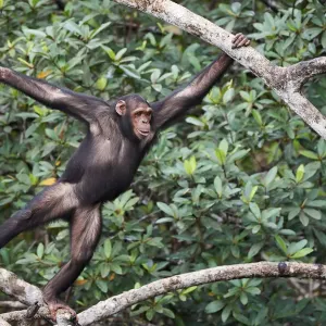 Female Chimpanzee (Pan troglodytes troglodytes) swinging along tree branches, Conkouati-Douli National Park, Republic of Congo, Africa Female Chimpanzee (Pan troglodytes troglodytes) swinging along tree branches, Conkouati-Douli National Park, Republic of Congo, Africa